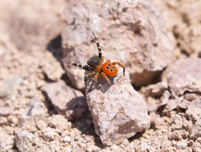 Lentevuurspin (Eresus walckenaeri) - Ladybird Spider