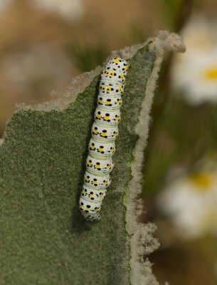 Kuifvlinder (Cucullia verbasci) -Mullein Moth  