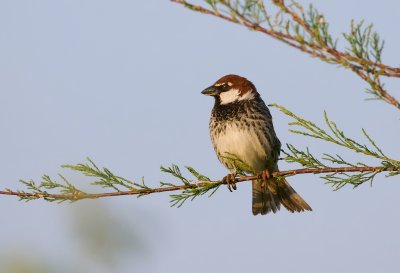 Spaanse Mus (Spanish Sparrow)