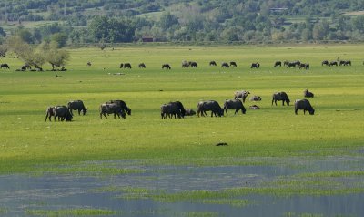 Herd of Water Buffaloes at Lake Kerkini