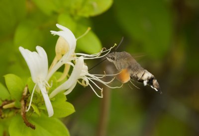 Kolibrievlinder (Macroglossum stellatarum) - Hummingbird Hawk-moth
