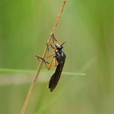 Grasjager (Leptogaster cylindrica) - Striped Slender Robberfly