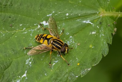 Pendelzweefvlieg (Syrphidae sp.)