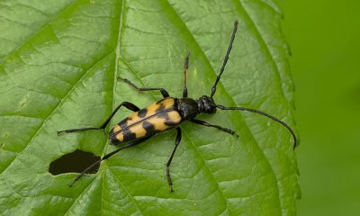 Vierbandsmalbok (Leptura quadrifasciata) - Longhorn Beetle