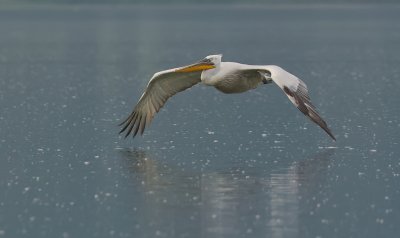 Kroeskoppelikaan (Dalmatian Pelican)