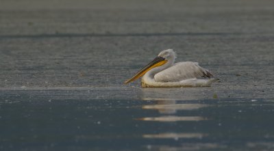 Kroeskoppelikaan (Dalmatian Pelican)