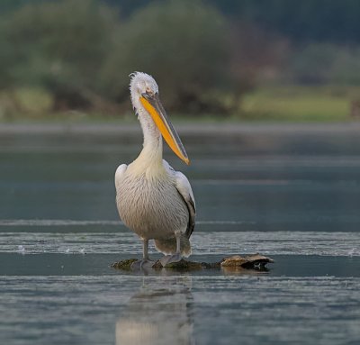 Kroeskoppelikaan (Dalmatian Pelican)