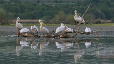 Kroeskoppelikanen (Dalmatian Pelicans)