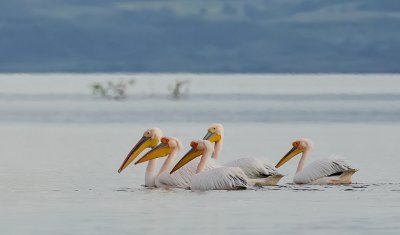 Roze Pelikaan (White Pelican)