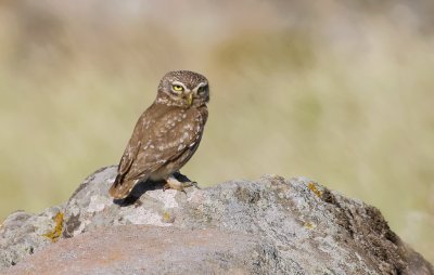 Steenuil (Little Owl)