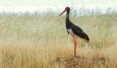 Zwarte Ooievaar (Black Stork)