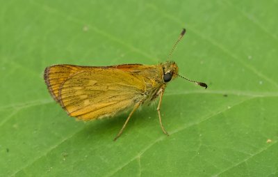 Groot Dikkopje (Ochlodes sylvanus) - Large Skipper
