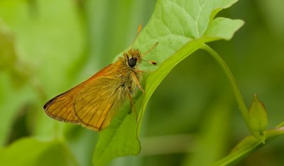 Groot Dikkopje (Ochlodes sylvanus) - Large Skipper