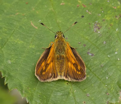 Groot Dikkopje (Ochlodes sylvanus) - Large Skipper