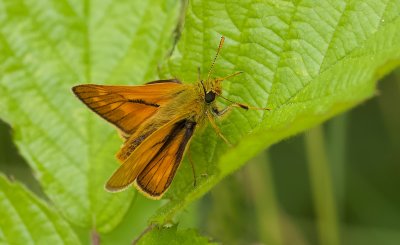 Groot Dikkopje (Ochlodes sylvanus) - Large Skipper