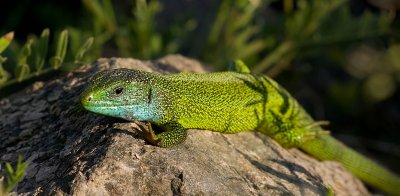 Oostelijke Smaragdhagedis (European Green Lizard)