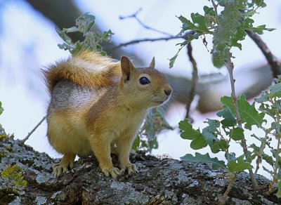 Perzische Eekhoorn (Persian Squirrel)