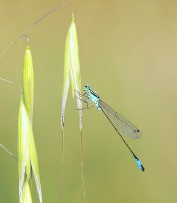 Lantaarntje (Ischnura elegans) - Blue-tailed damselfly