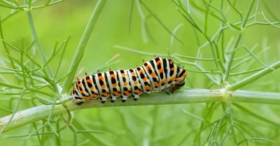 Rups van de Koninginnepage (Caterpillar of Swallowtail)