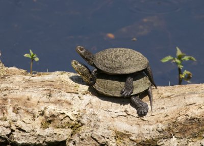 Europese Moerasschildpad (Emys orbicularis) - European pond turtle