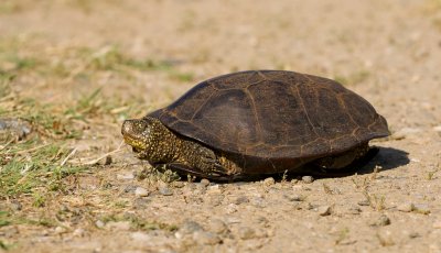 Europese Moerasschildpad (Emys orbicularis) - European pond turtle