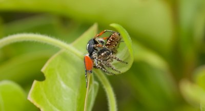 Vuurspringer (Philaeus chrysops) - Red-bellied Jumping Spider
