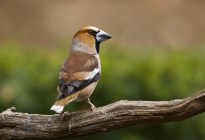 Appelvink (Hawfinch)