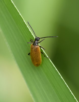 Wolkever of Ruigkever (Lagria hirta) 