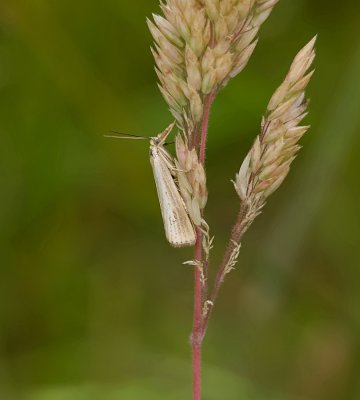 Gewone Grasmot (Chrysoteuchia culmella) - Garden Grass-veneer