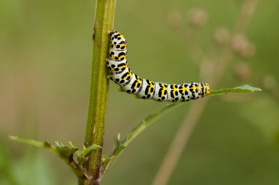 Rups van de Helmkruidvlinder (Cucullia (Shargacucullia) scrophulariae) - Caterpillar of Water Betony