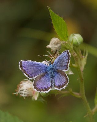 Heideblauwtje (Plebejus argus) - Silver-studded Blue