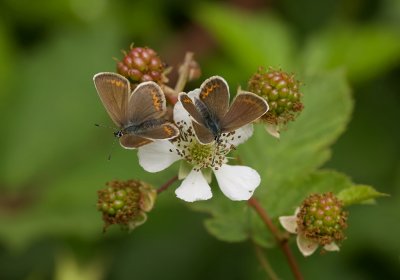 Heideblauwtje (Plebejus argus) - Silver-studded Blue