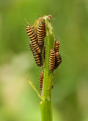Sint-jacobsvlinder (Tyria jacobaeae) - Cinnabar Moth