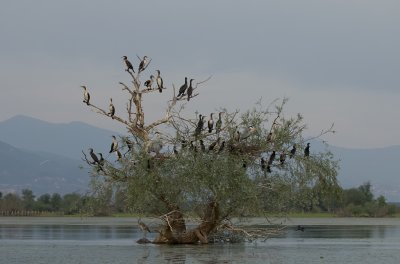 Aalscholvers (Great Cormorants)