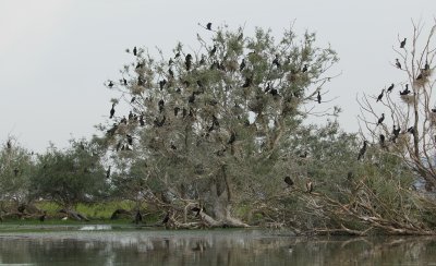 Aalscholvers (Great Cormorants)