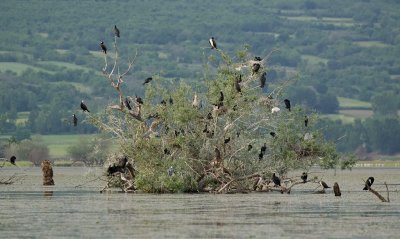 Aalscholvers (Great Cormorants)