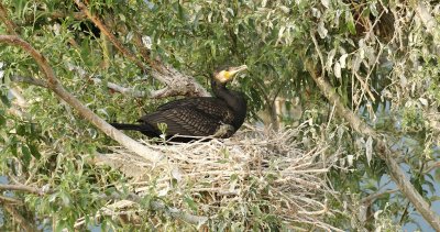 Aalscholver (Great Cormorant)