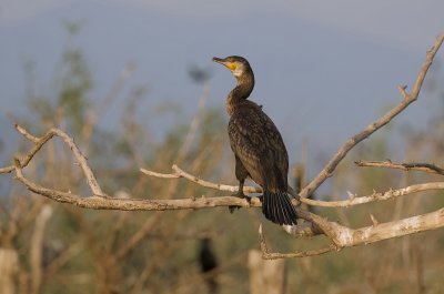 Aalscholver (Great Cormorant)