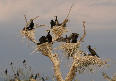 Aalscholvers (Great Cormorants)