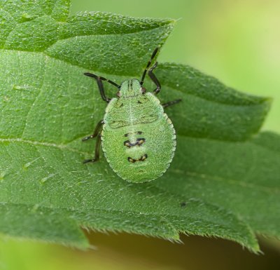 Groene Schildwants (Palomena prasina) - Green Shield Bug