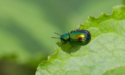Groene Muntgoudhaan (Chrysolina herbacea) - Mint Leaf Beetle