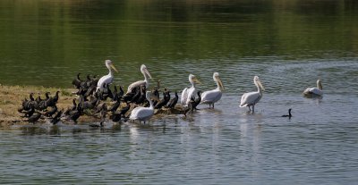 Kroeskoppelikanen (Dalmatian Pelicans)