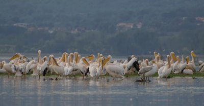 Roze Pelikanen (White Pelicans)