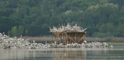 Kroeskoppelikanen (Dalmatian Pelicans)