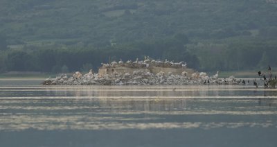 Kroeskoppelikanen (Dalmatian Pelicans)