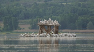 Breeding Dalmatian Pelicans at Lake Kerkini