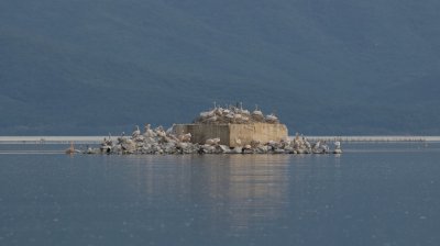 Kroeskoppelikanen (Dalmatian Pelicans)