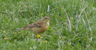 Ortolaan (Ortolan Bunting)