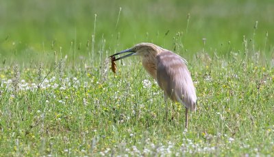 Ralreiger (Squacco Heron)