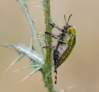 Prachtkever  (Julodis ehrenbergii) -  Jewel Beetle